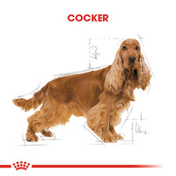 Royal Canin Cocker Adult Yetişkin Köpek Maması 3 Kg - Thumbnail