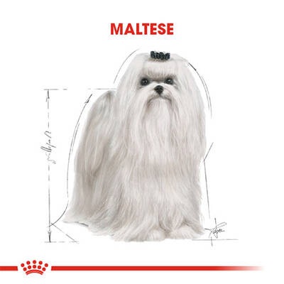 Royal Canin Maltese Terrier Adult Yetişkin Köpek Maması 1,5 Kg