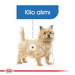 Royal Canin Mini Light Care Diyet Yetişkin Köpek Maması 3 Kg - Thumbnail