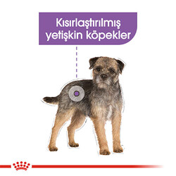 Royal Canin Mini Sterilised Kısırlaştırılmış Yetişkin Köpek Maması 3 Kg - Thumbnail