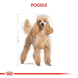 Royal Canin Poodle Pouch Köpek Konservesi 85 Gr - Thumbnail