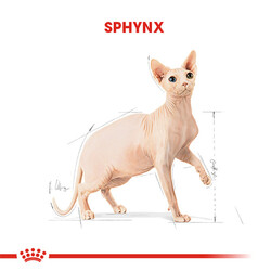 Royal Canin Tüysüz Sphynx Cinsi Yetişkin Kedi Maması 2 Kg - Thumbnail